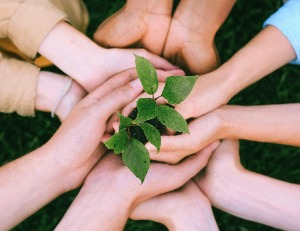 group of hands holding a small plant.